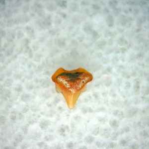 Heterodontus Extinct Shark Tooth Fossil for Sale 29