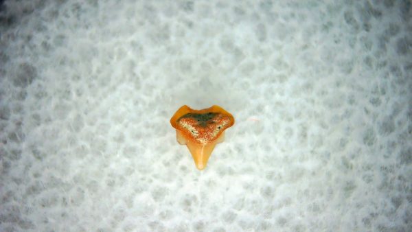 Heterodontus Extinct Shark Tooth Fossil for Sale 29