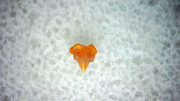 Heterodontus Extinct Shark Tooth Fossil for Sale 29 - Image 2