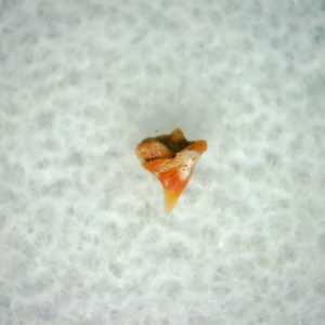 Heterodontus Extinct Shark Tooth Fossil for Sale 30