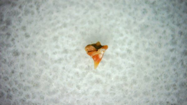 Heterodontus Extinct Shark Tooth Fossil for Sale 30