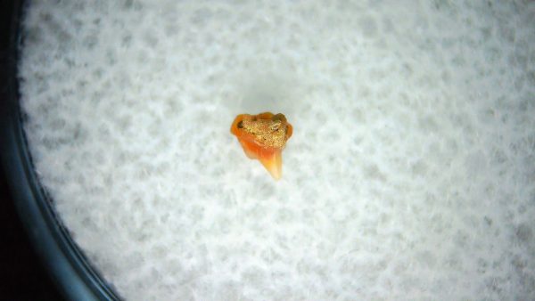 Heterodontus Extinct Shark Tooth Fossil for Sale 30 - Image 2