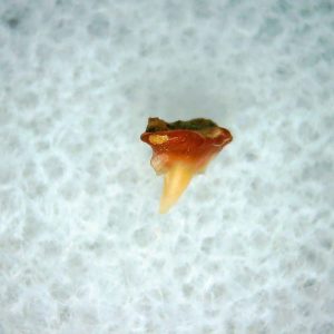 Heterodontus Extinct Shark Tooth Fossil for Sale 31