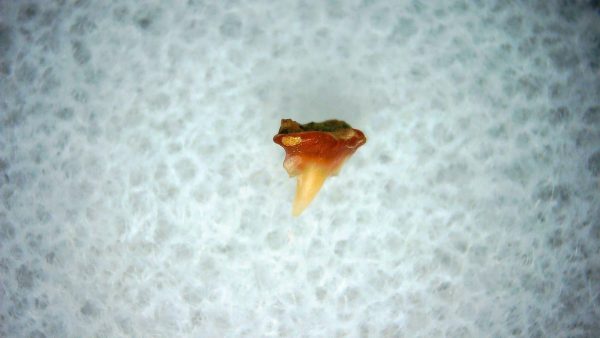 Heterodontus Extinct Shark Tooth Fossil for Sale 31