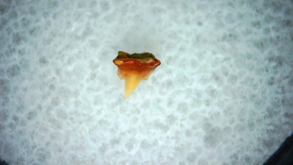 Heterodontus Extinct Shark Tooth Fossil for Sale 31 - Image 2