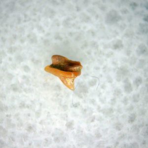 Heterodontus Extinct Shark Tooth Fossil for Sale 32