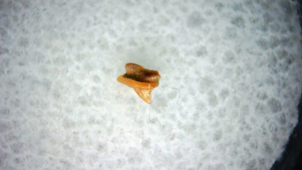 Heterodontus Extinct Shark Tooth Fossil for Sale 32