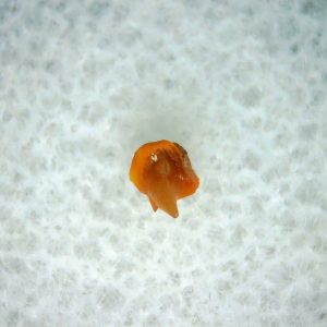 Heterodontus Extinct Shark Tooth Fossil for Sale 33