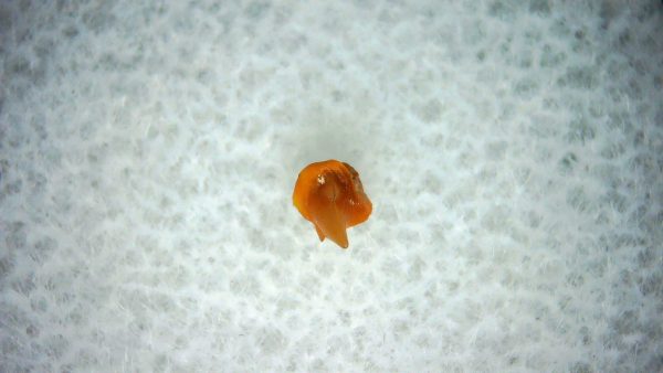 Heterodontus Extinct Shark Tooth Fossil for Sale 33