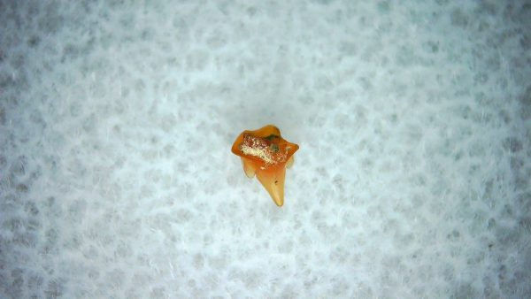 Heterodontus Extinct Shark Tooth Fossil for Sale 33 - Image 2