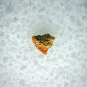 Heterodontus Extinct Shark Tooth Fossil for Sale 34