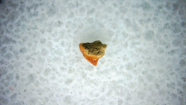 Heterodontus Extinct Shark Tooth Fossil for Sale 34