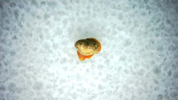 Heterodontus Extinct Shark Tooth Fossil for Sale 34 - Image 2