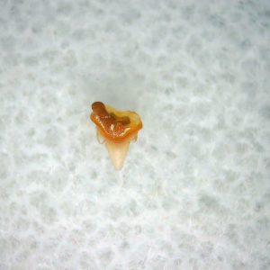 Heterodontus Extinct Shark Tooth Fossil for Sale 36