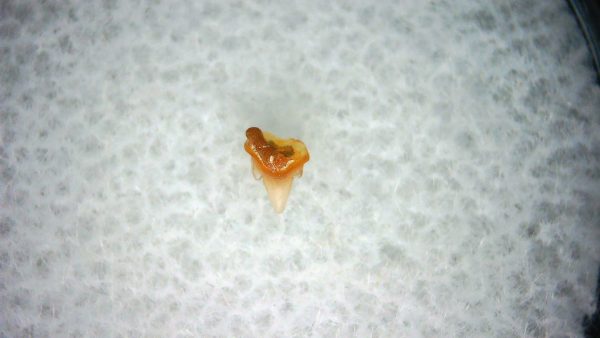 Heterodontus Extinct Shark Tooth Fossil for Sale 36