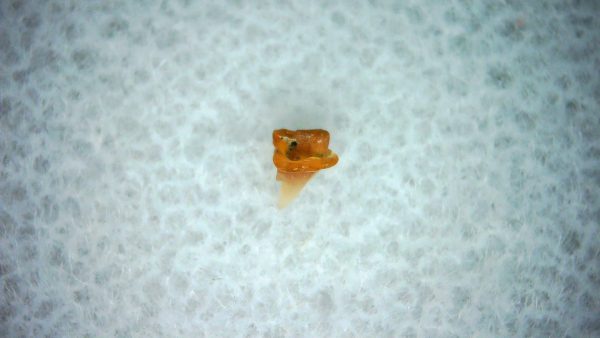 Heterodontus Extinct Shark Tooth Fossil for Sale 36 - Image 2