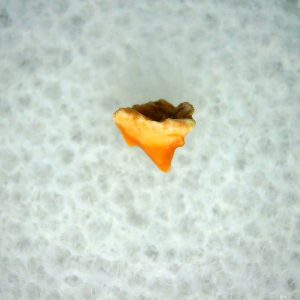 Heterodontus Extinct Shark Tooth Fossil for Sale 37