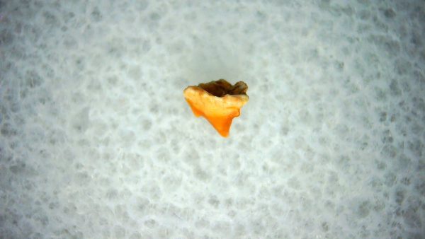 Heterodontus Extinct Shark Tooth Fossil for Sale 37