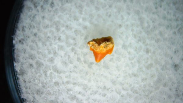Heterodontus Extinct Shark Tooth Fossil for Sale 37 - Image 2