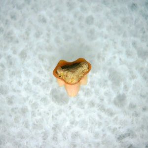 Heterodontus Extinct Shark Tooth Fossil for Sale 38