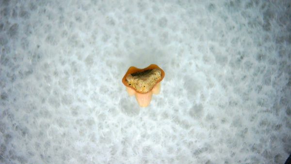 Heterodontus Extinct Shark Tooth Fossil for Sale 38