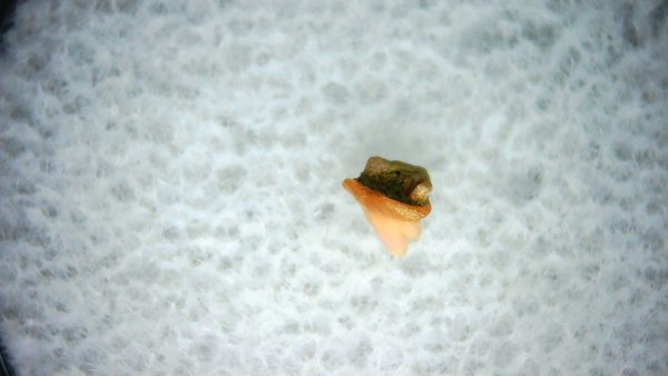 Heterodontus Extinct Shark Tooth Fossil for Sale 38 - Image 2