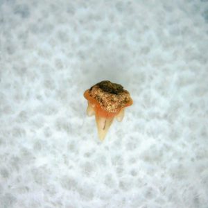 Heterodontus Extinct Shark Tooth Fossil for Sale 39