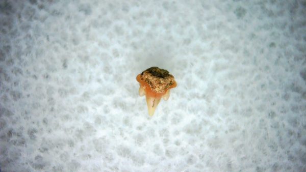 Heterodontus Extinct Shark Tooth Fossil for Sale 39
