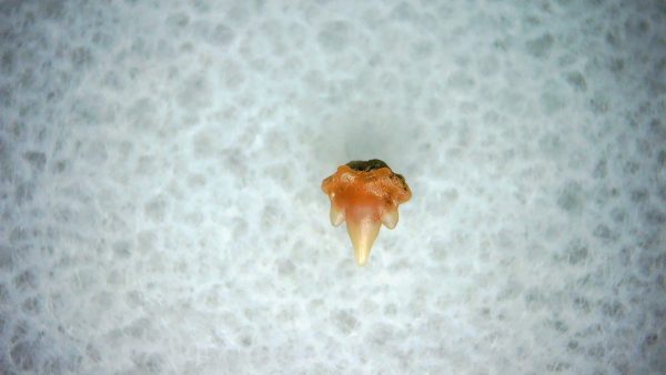 Heterodontus Extinct Shark Tooth Fossil for Sale 39 - Image 2