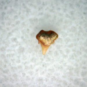 Heterodontus Extinct Shark Tooth Fossil for Sale 40