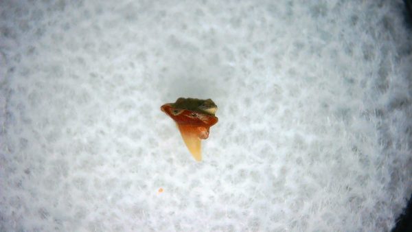 Heterodontus Extinct Shark Tooth Fossil for Sale 40 - Image 2