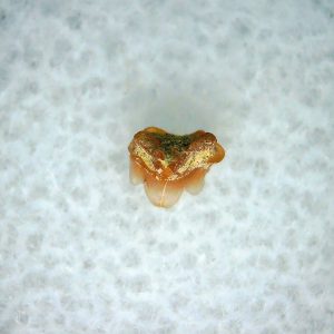 Heterodontus Extinct Shark Tooth Fossil for Sale 41