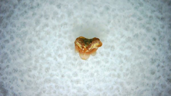 Heterodontus Extinct Shark Tooth Fossil for Sale 41
