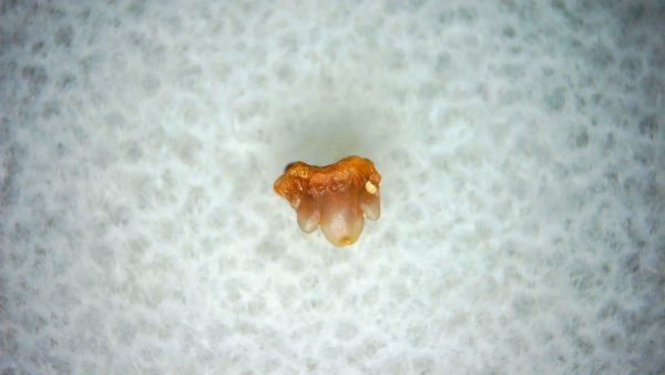 Heterodontus Extinct Shark Tooth Fossil for Sale 41 - Image 2
