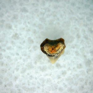 Heterodontus Extinct Shark Tooth Fossil for Sale 42