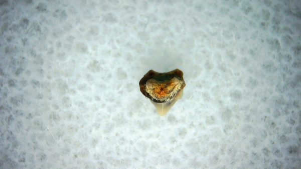 Heterodontus Extinct Shark Tooth Fossil for Sale 42