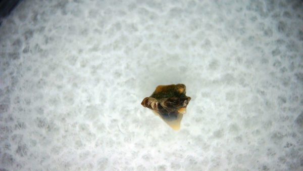 Heterodontus Extinct Shark Tooth Fossil for Sale 42 - Image 2
