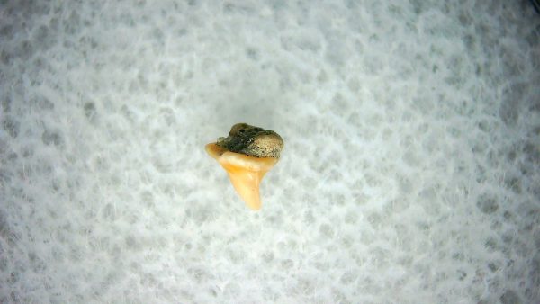 Heterodontus Extinct Shark Tooth Fossil for Sale 43 - Image 2