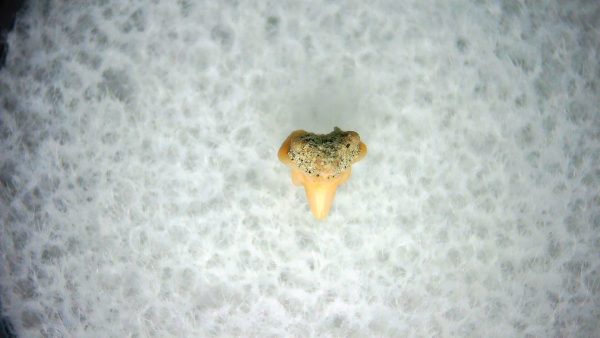 Heterodontus Extinct Shark Tooth Fossil for Sale 43