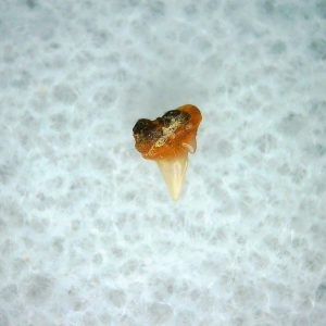 Heterodontus Extinct Shark Tooth Fossil for Sale 44