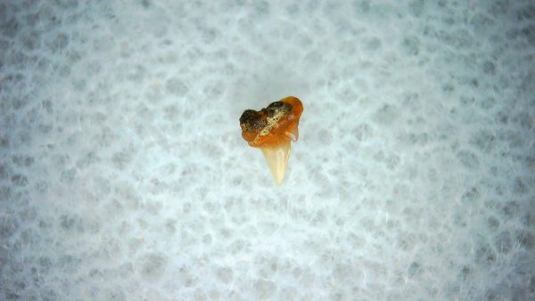 Heterodontus Extinct Shark Tooth Fossil for Sale 44