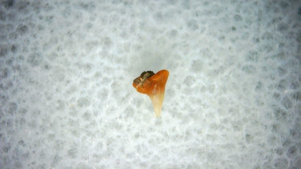 Heterodontus Extinct Shark Tooth Fossil for Sale 44 - Image 2