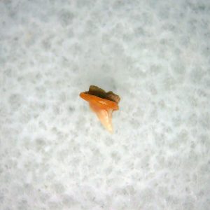 Heterodontus Extinct Shark Tooth Fossil for Sale 45