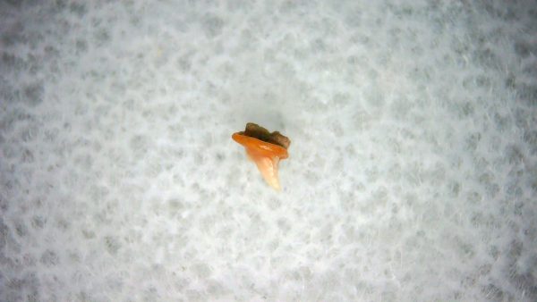 Heterodontus Extinct Shark Tooth Fossil for Sale 45