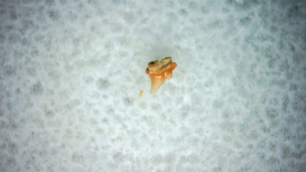 Heterodontus Extinct Shark Tooth Fossil for Sale 45 - Image 2