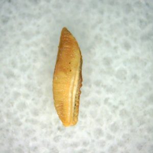 Heterodontus Extinct Shark Tooth Fossil for Sale 46