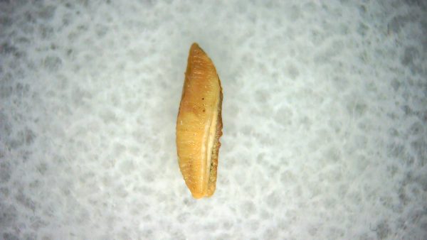 Heterodontus Extinct Shark Tooth Fossil for Sale 46