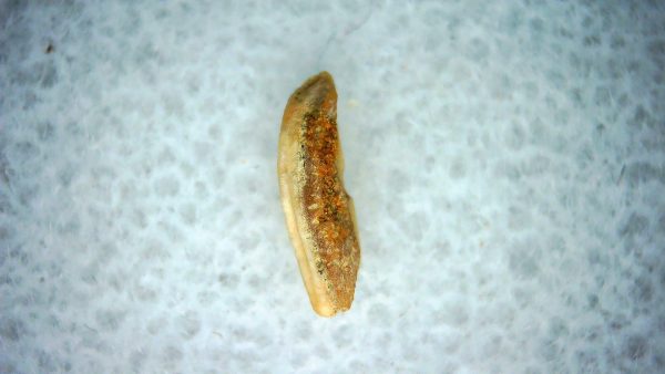 Heterodontus Extinct Shark Tooth Fossil for Sale 46 - Image 2