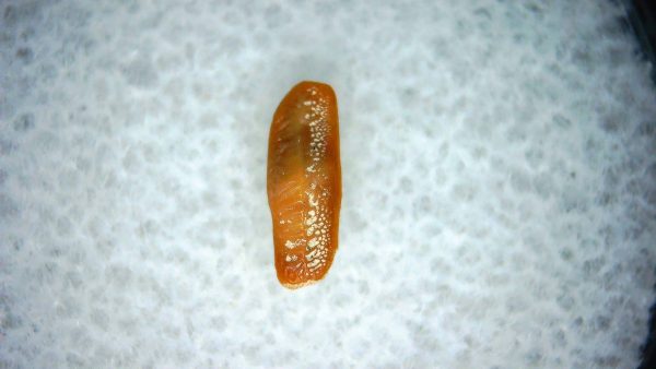 Heterodontus Extinct Shark Tooth Fossil for Sale 47