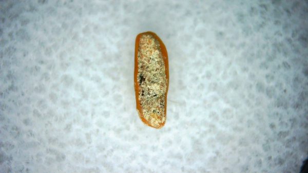 Heterodontus Extinct Shark Tooth Fossil for Sale 47 - Image 2